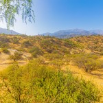 ¡Nuevo Bosque en Lo Barnechea!