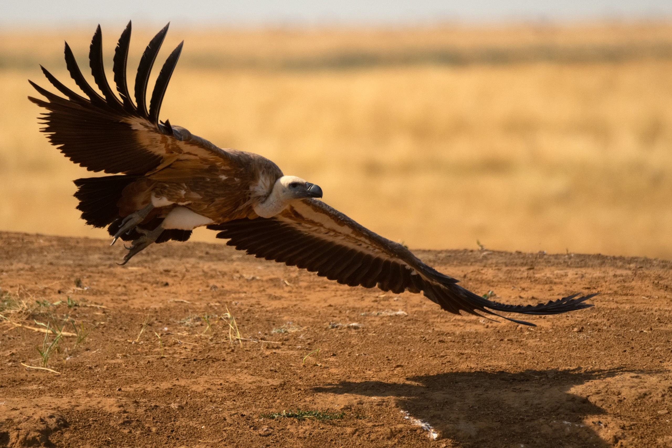 Trekking La Parva Manantiales con charla de aves rapaces